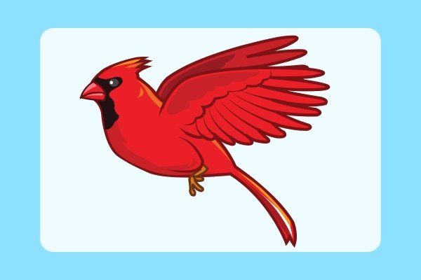 how to draw a cardinal bird