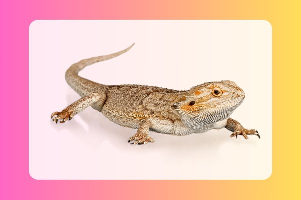 how to draw a lizard