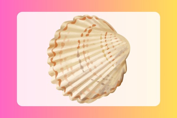 how to draw a seashell