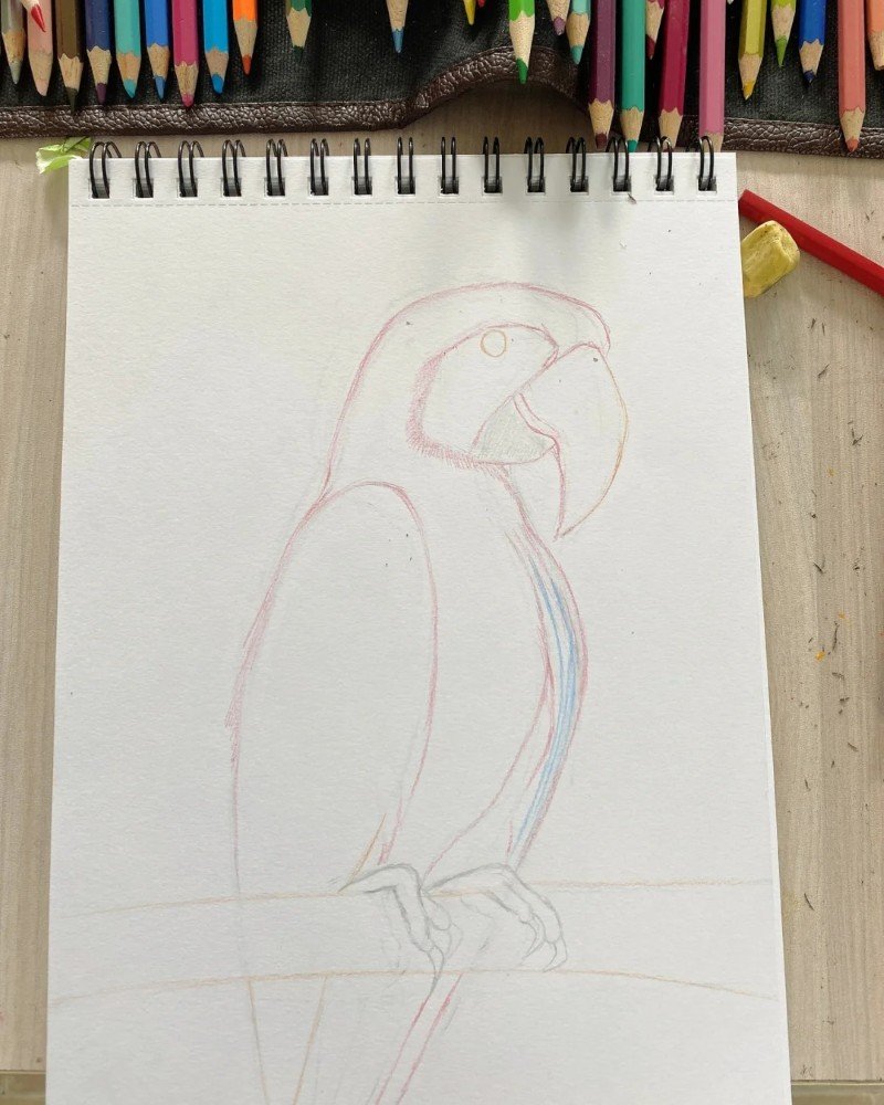Bird how to draw a Parrot 2