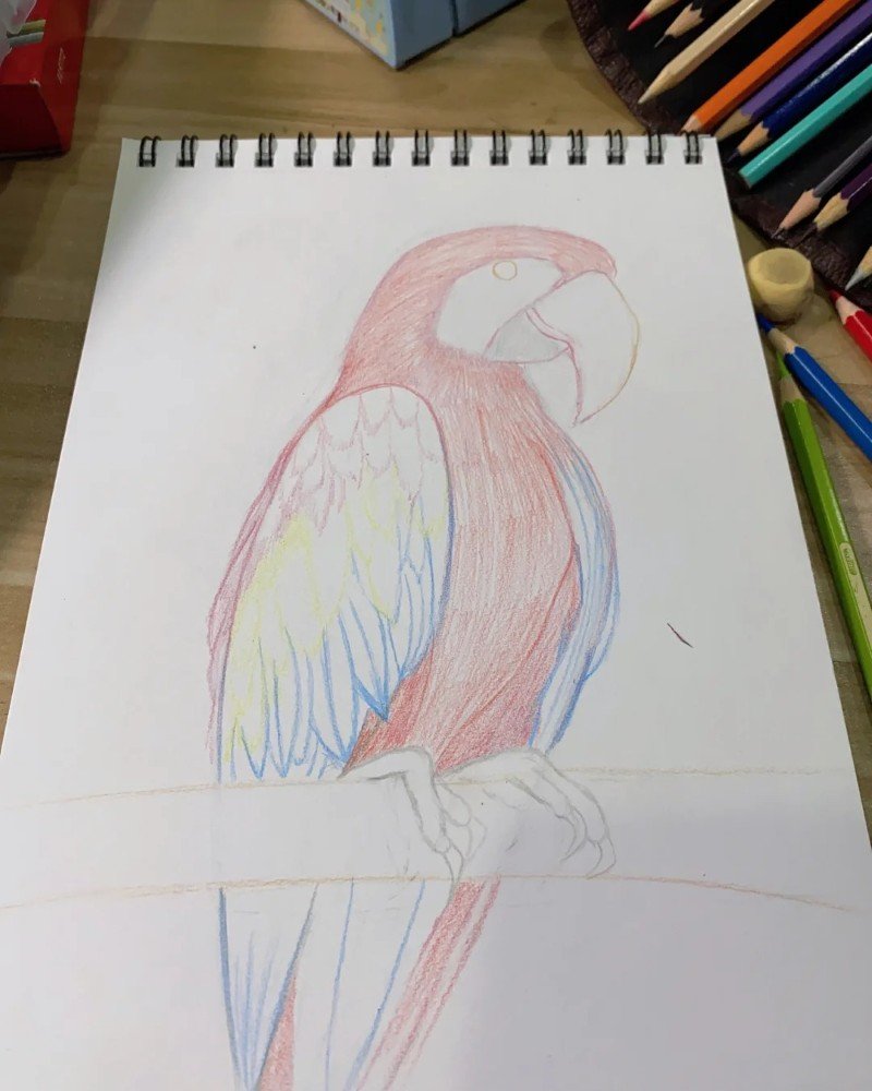 Bird how to draw a Parrot 3