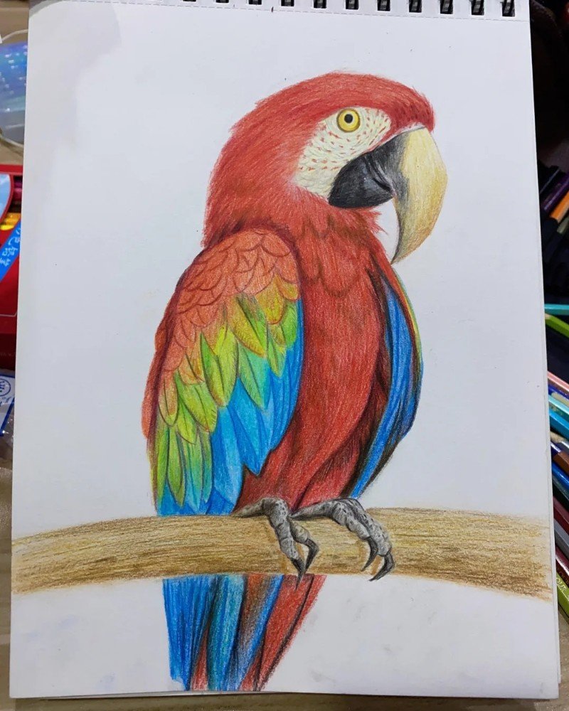 Bird how to draw a Parrot