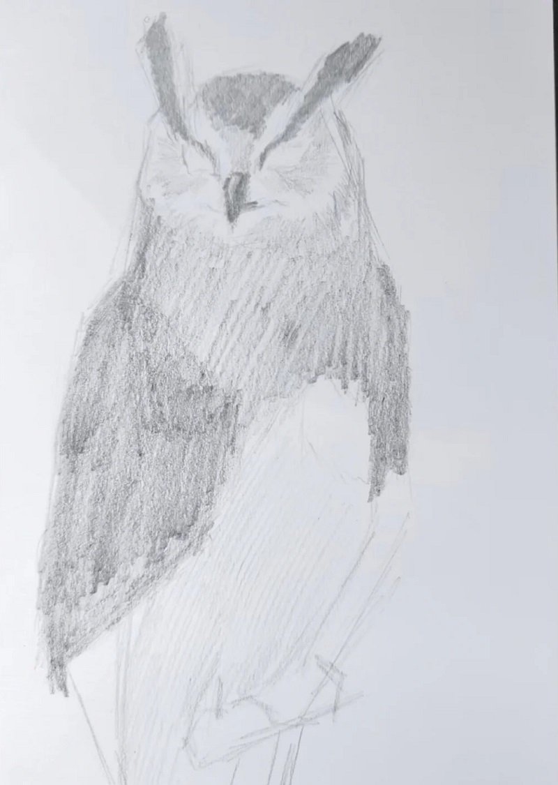 How to draw a an owl 2