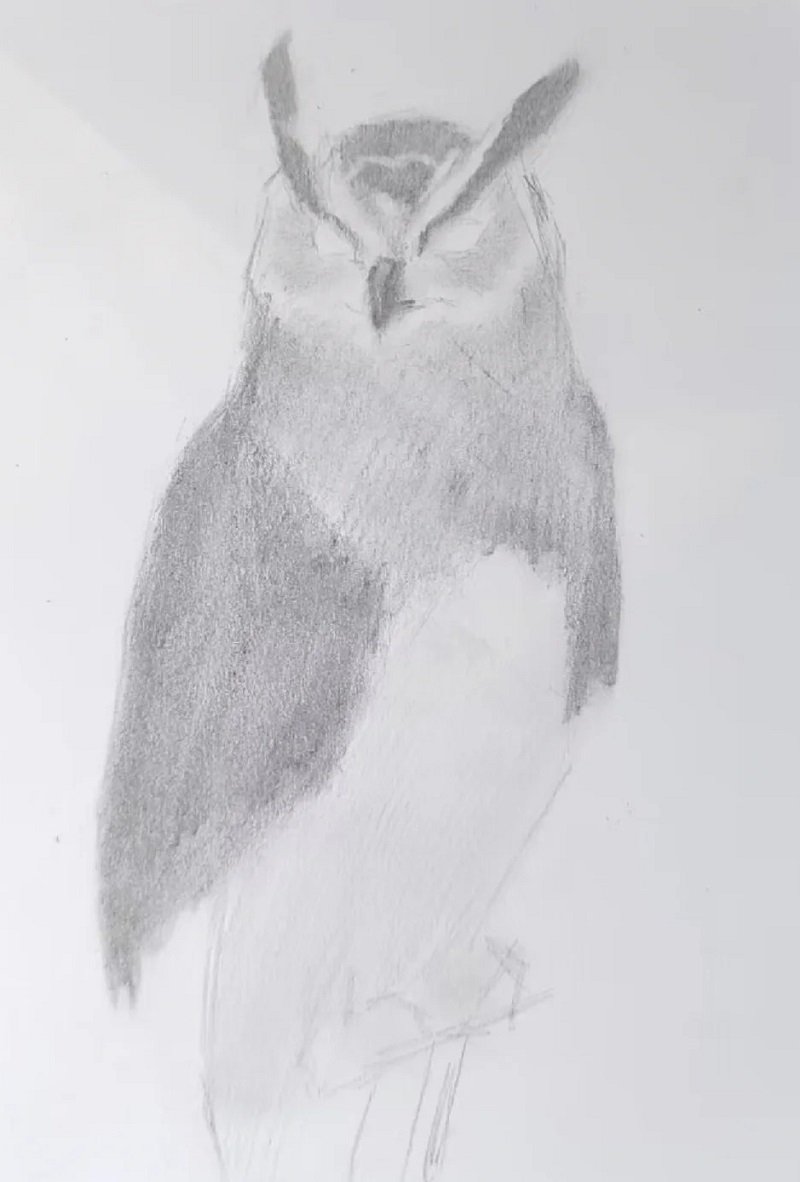 How to draw a an owl 3