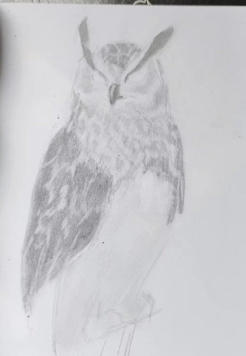 How to draw a an owl 4
