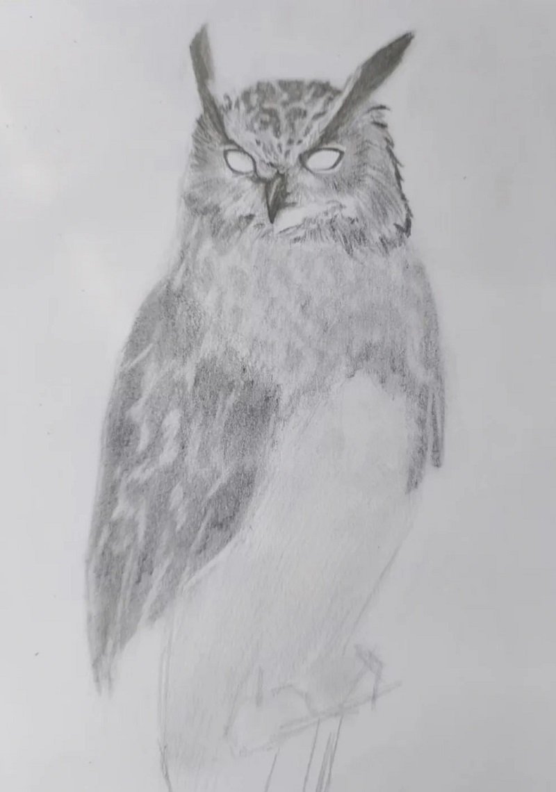 How to draw a an owl 5