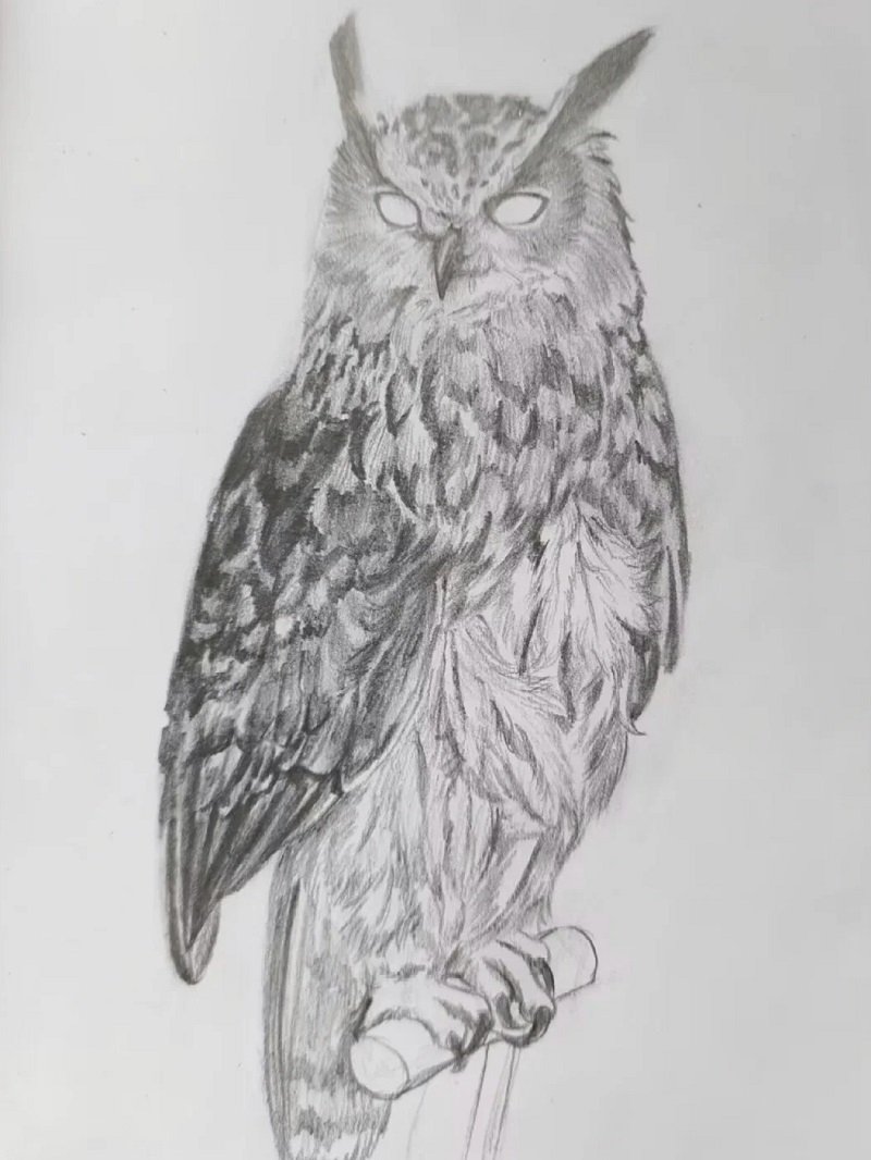 How to draw a an owl 6