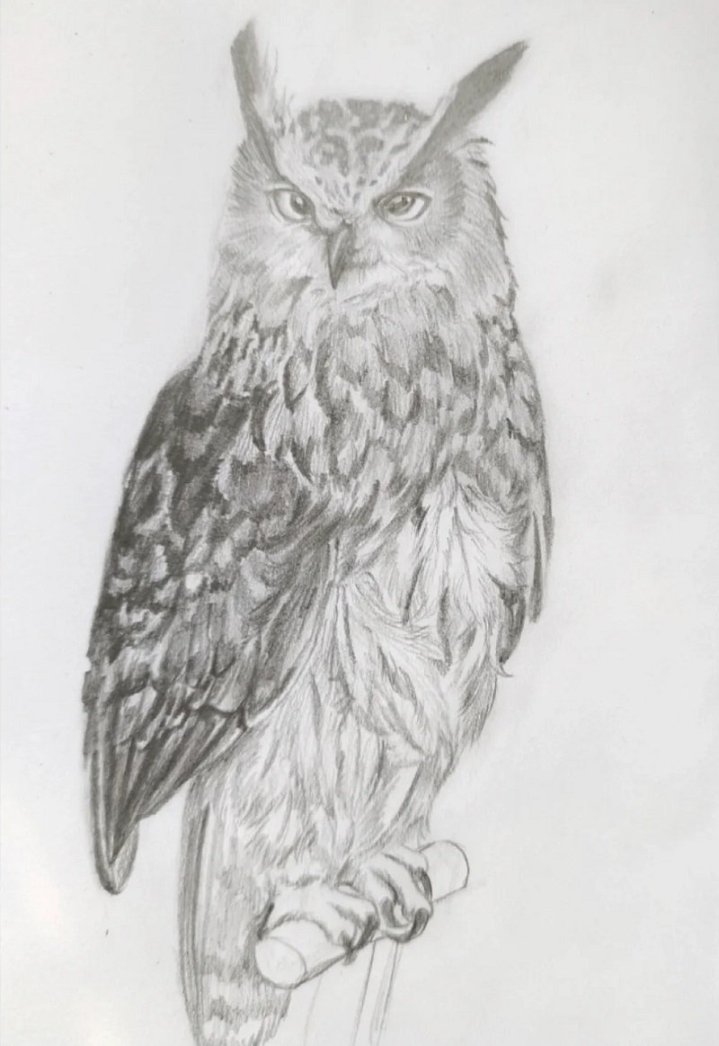 How to draw a an owl 7