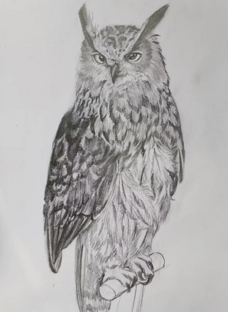 How to draw a an owl