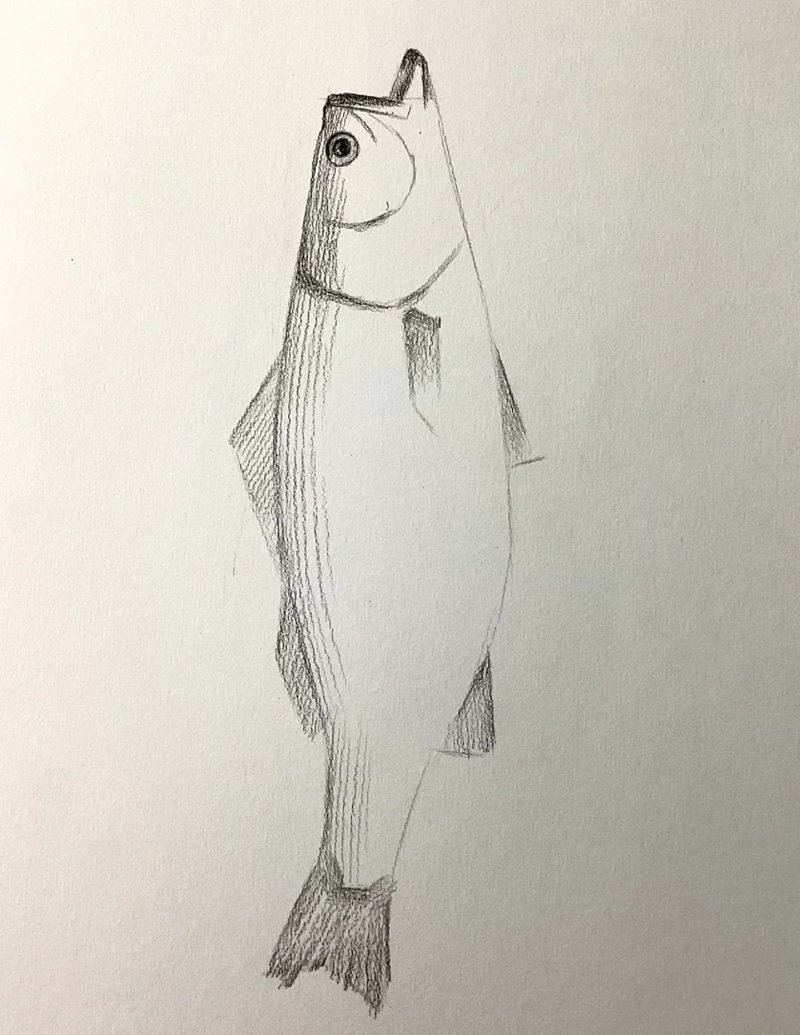 How to draw a bass fish 3