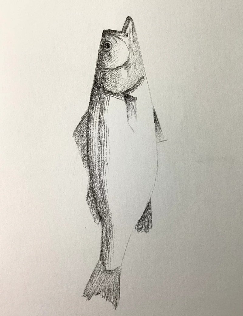 How to draw a bass fish 4