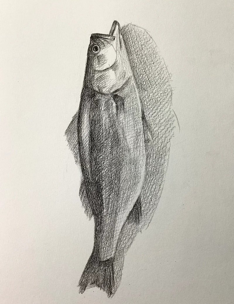How to draw a bass fish 5