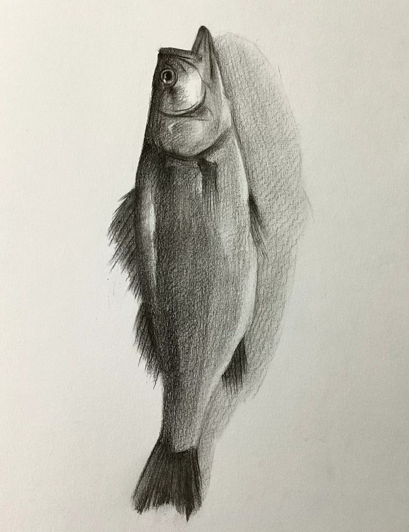 How to draw a bass fish 6