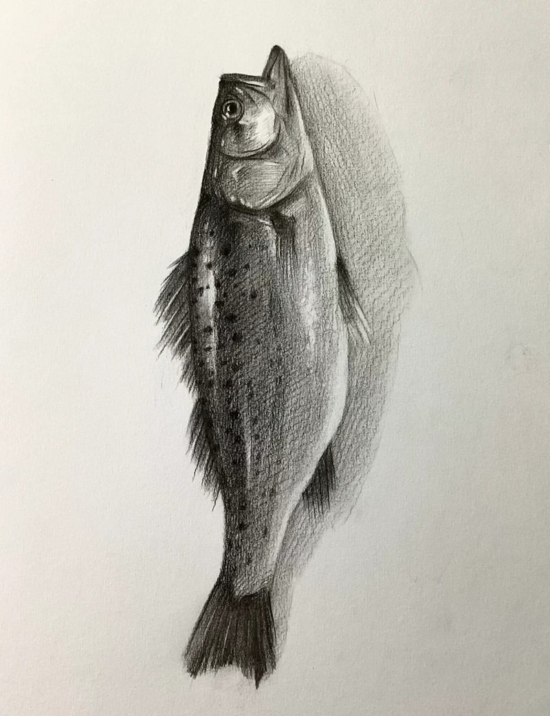 How to draw a bass fish