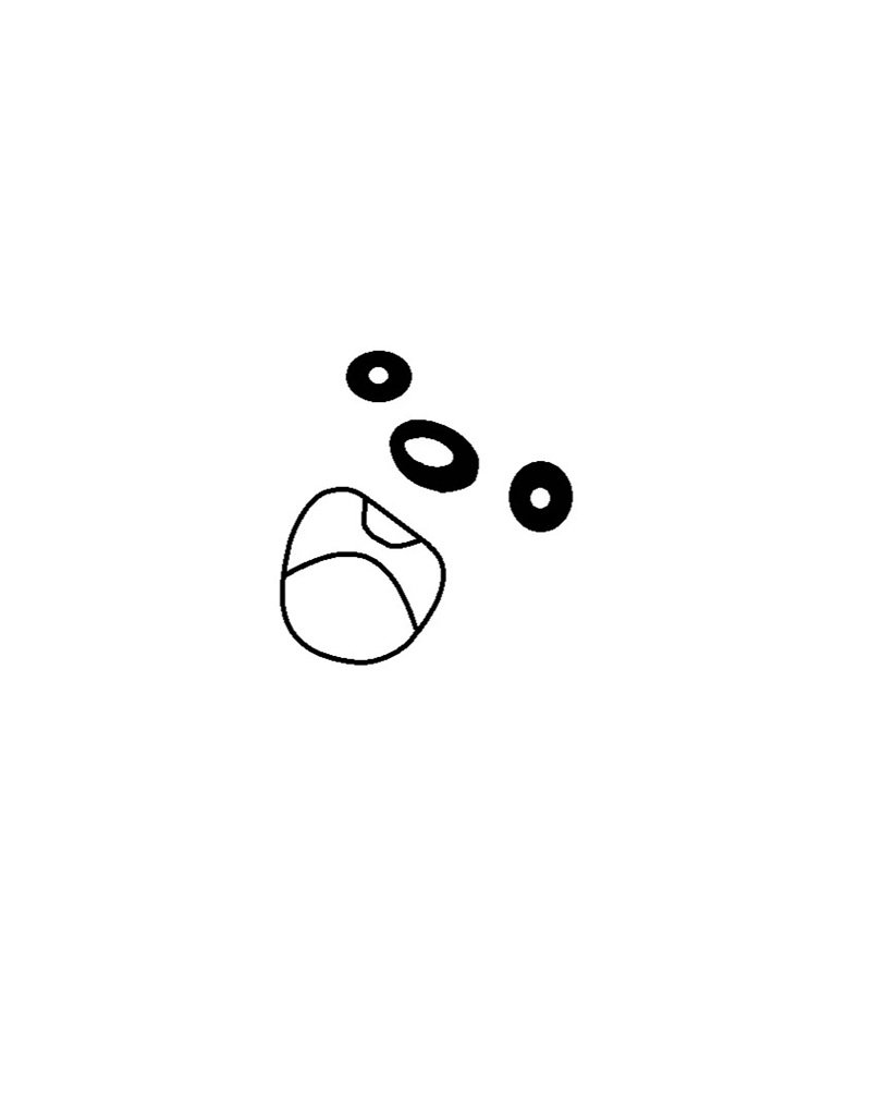 How to draw a beaver step by step 1