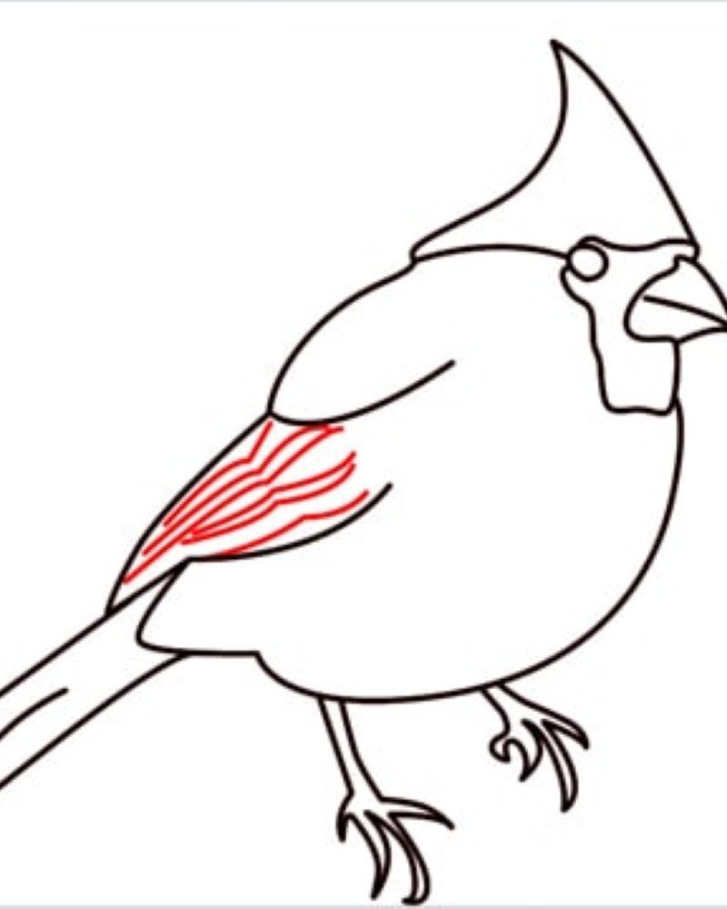 How to draw a bird cardinal 10
