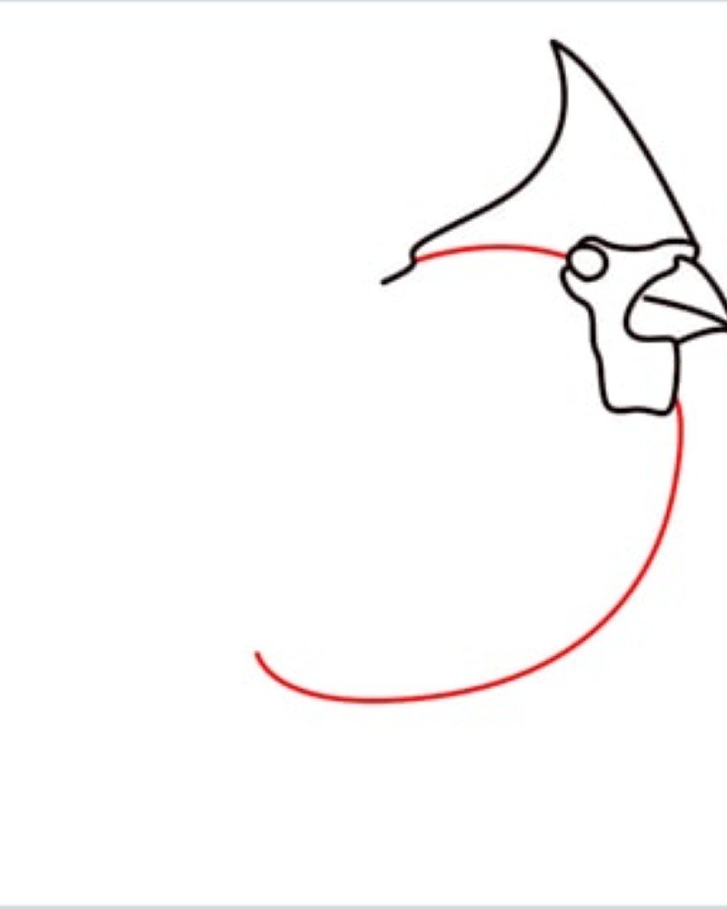 How to draw a bird cardinal 4