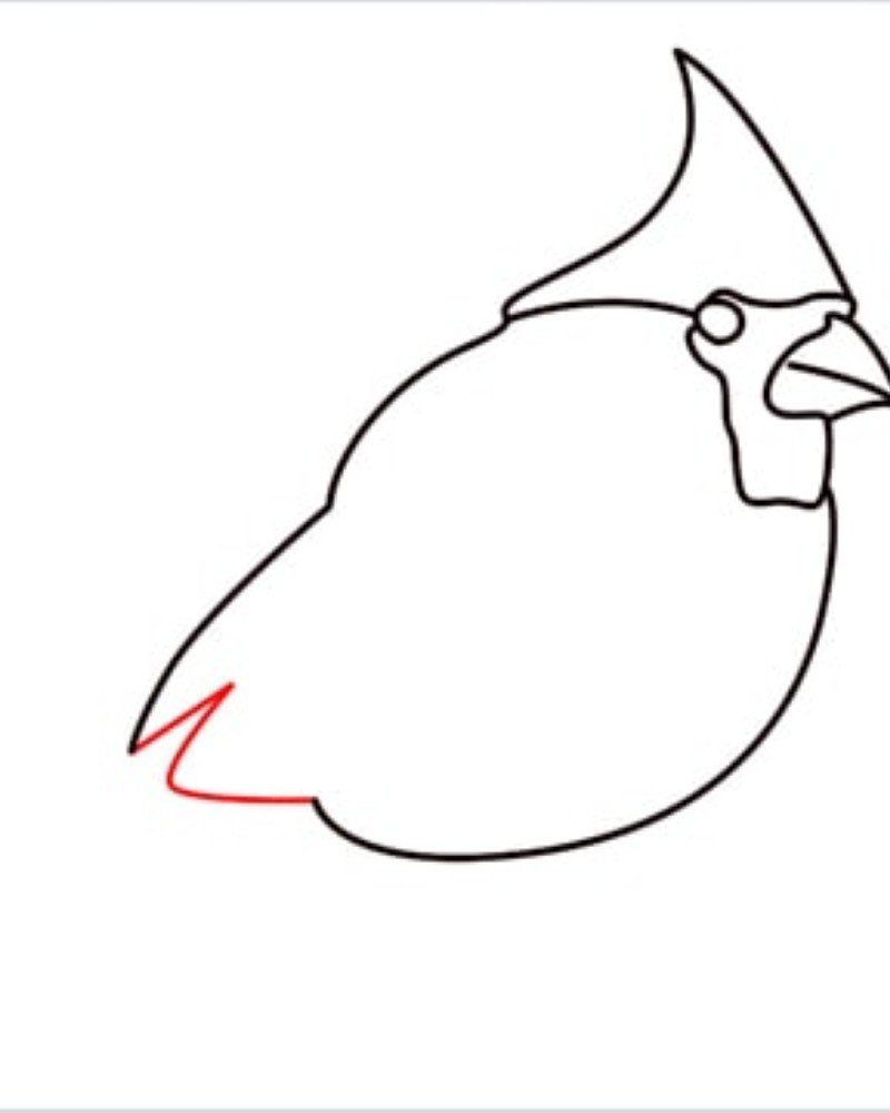 How to draw a bird cardinal 5