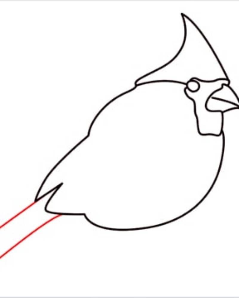 How to draw a bird cardinal 6