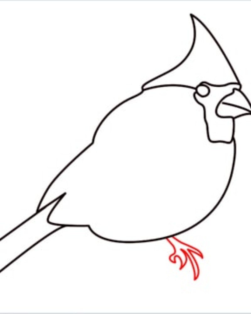 How to draw a bird cardinal 7