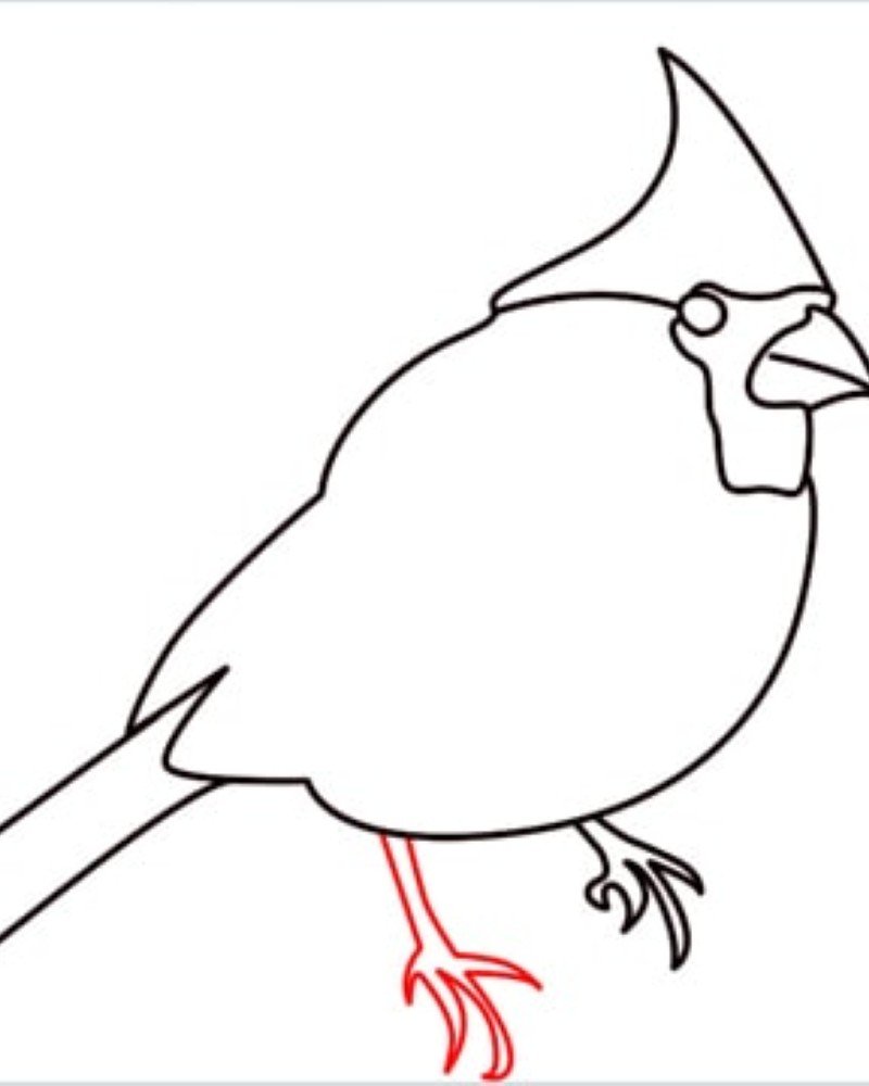 How to draw a bird cardinal 8