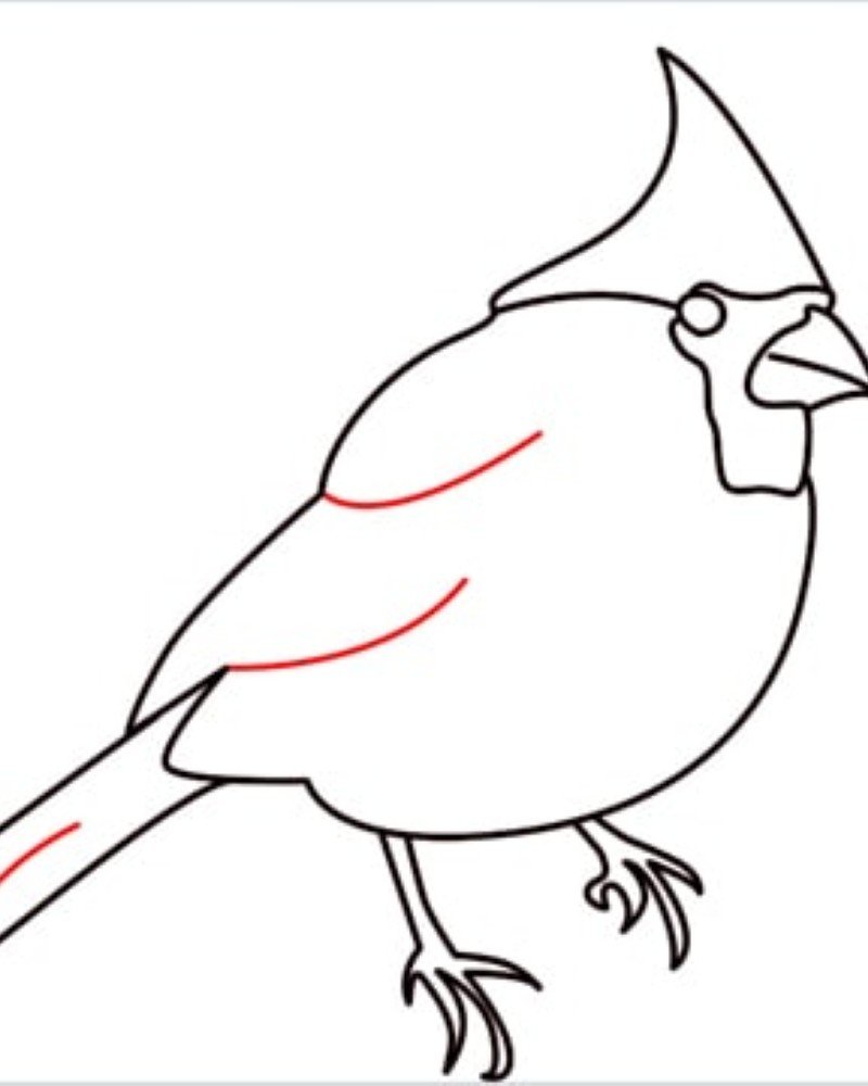 How to draw a bird cardinal 9