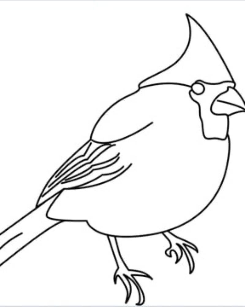 How to draw a bird cardinal