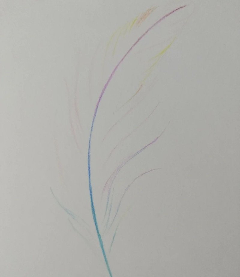 How to draw a bird feather 1