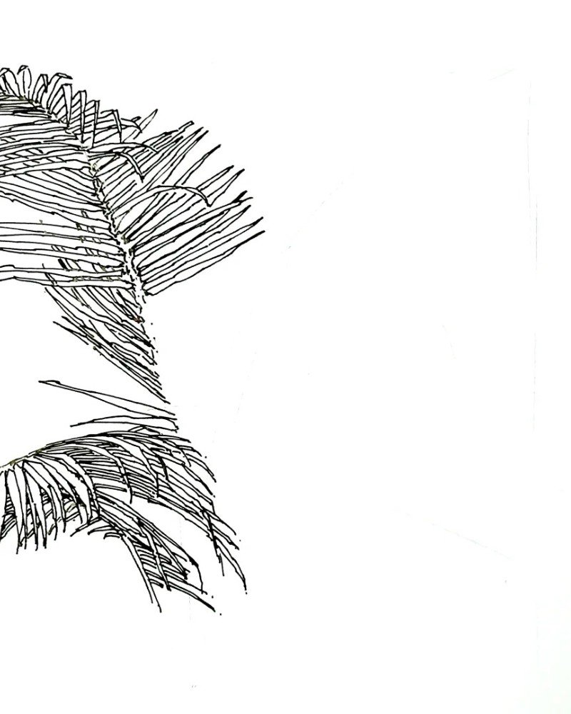 How to draw a black bendy palm tree 2