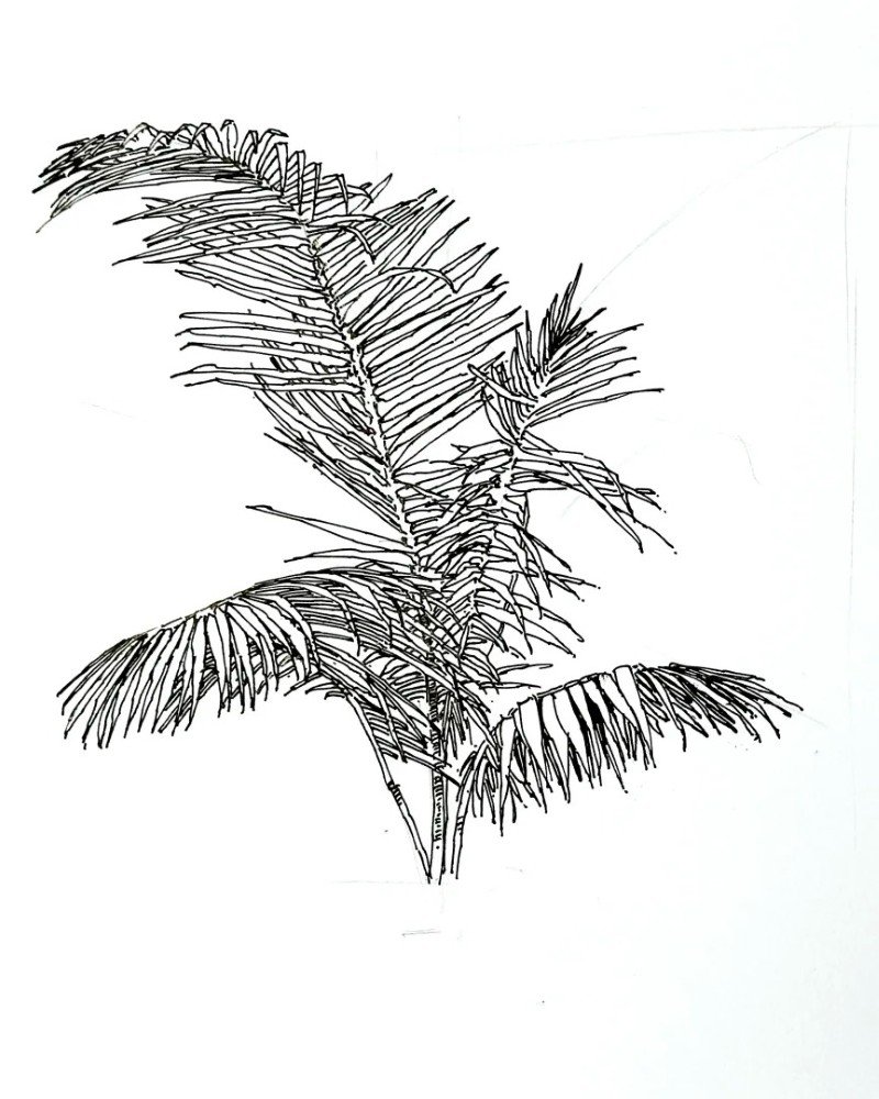 How to draw a black bendy palm tree 3
