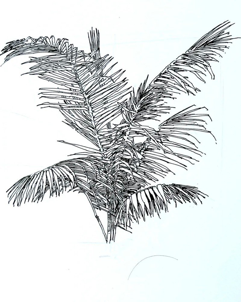 How to draw a black bendy palm tree 4