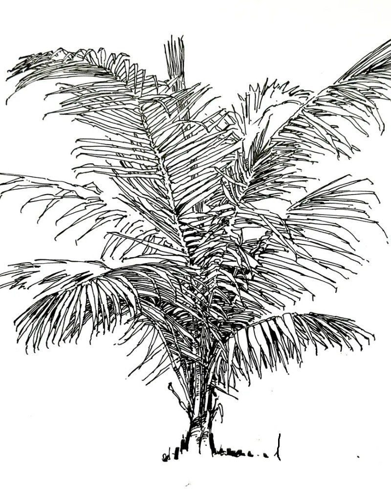How to draw a black bendy palm tree