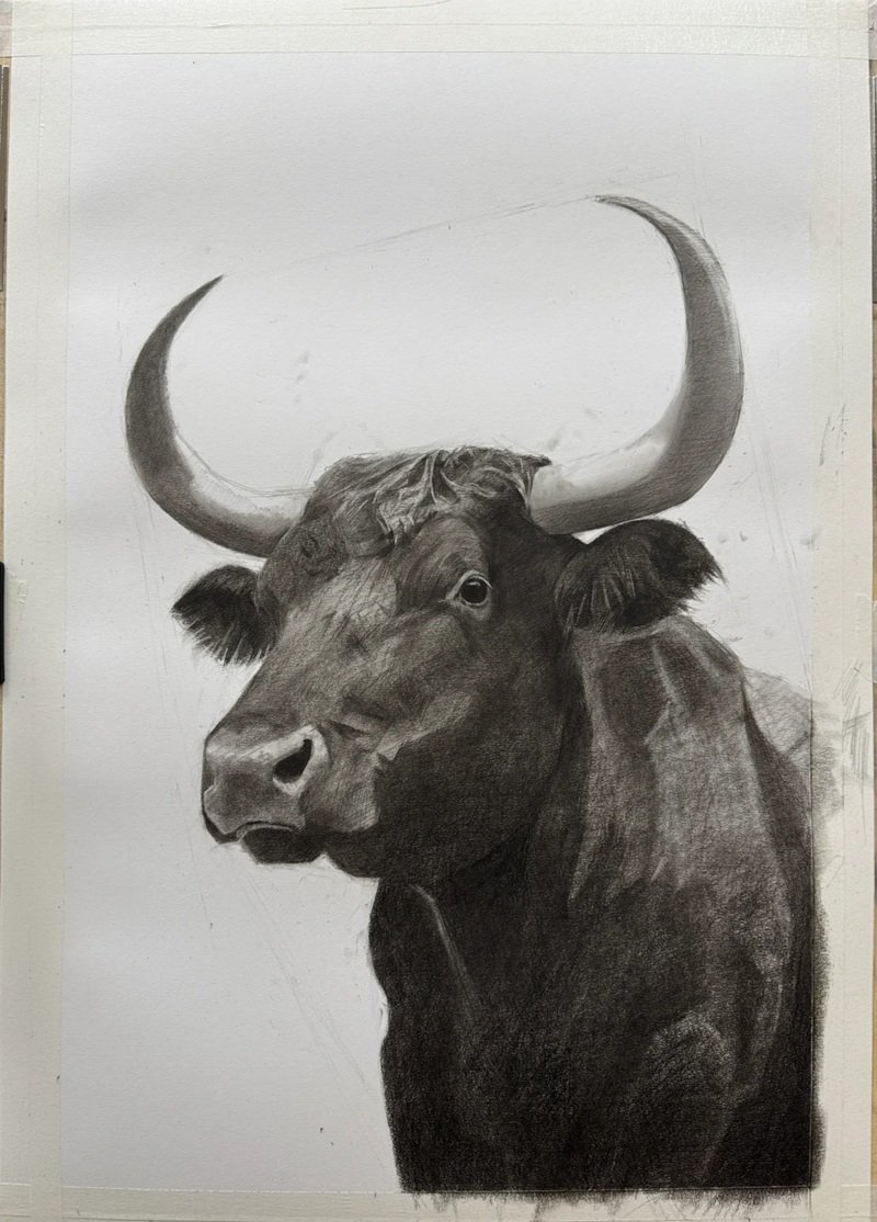 How to draw a Buffalo head 10