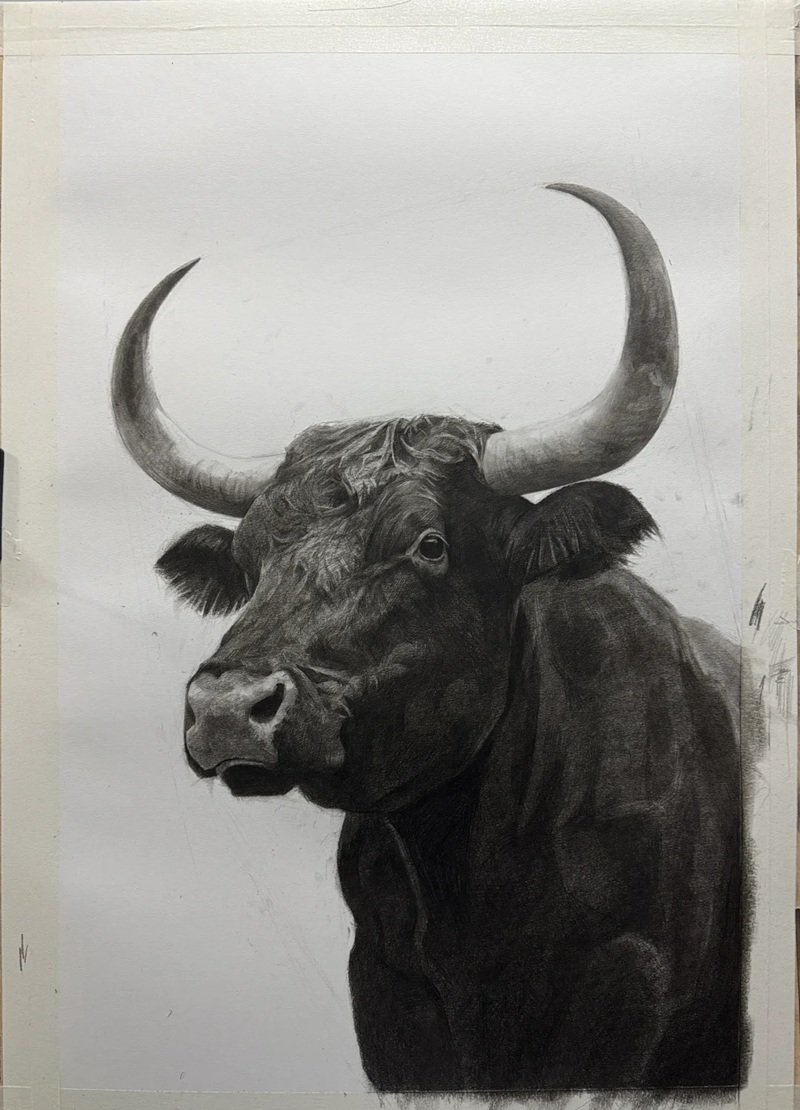 How to draw a Buffalo head 11