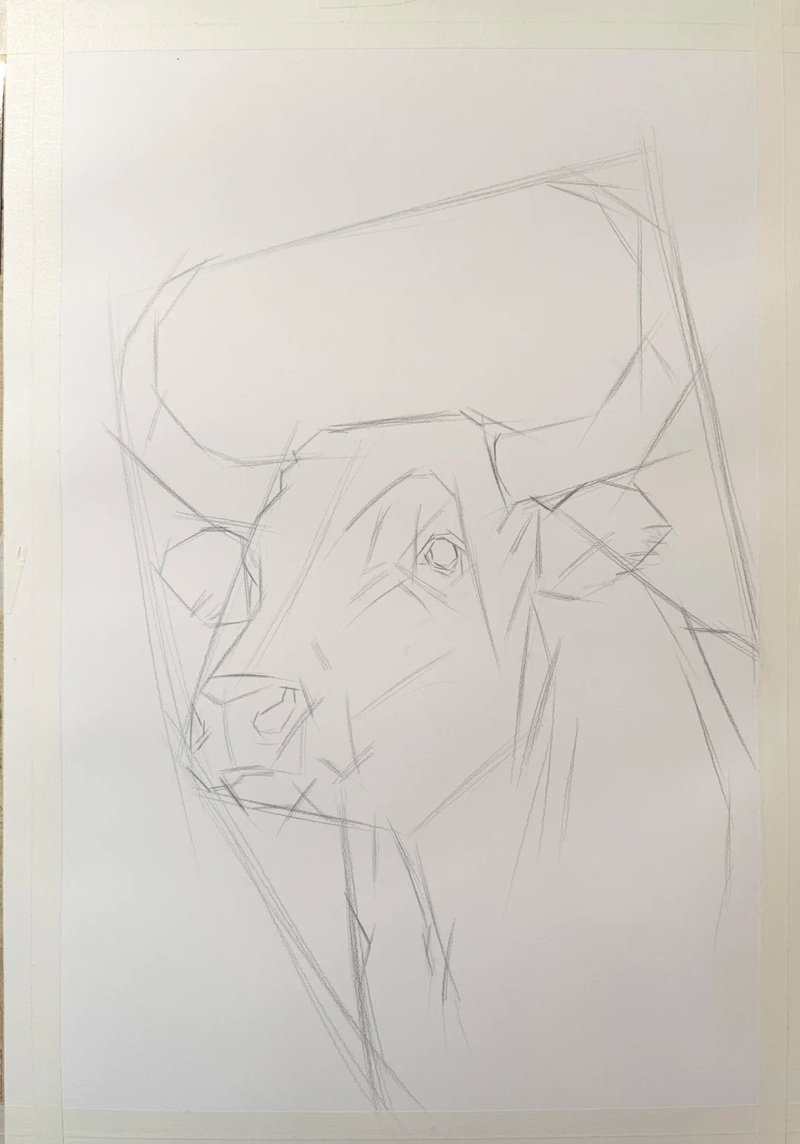 How to draw a Buffalo head 4