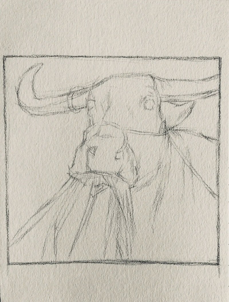 How to draw a Buffalo step by step  2