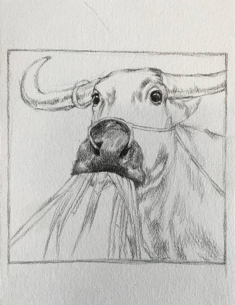 How to draw a Buffalo step by step 