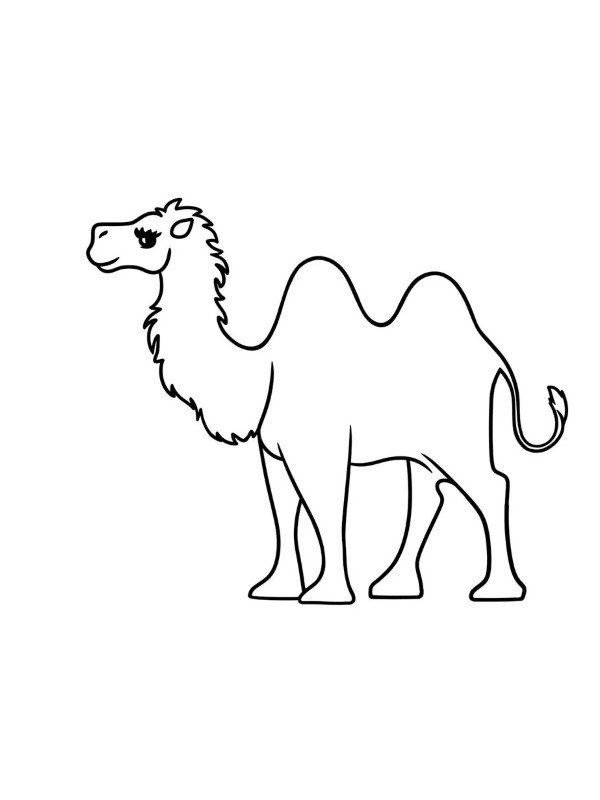How to draw a Camel easy 5