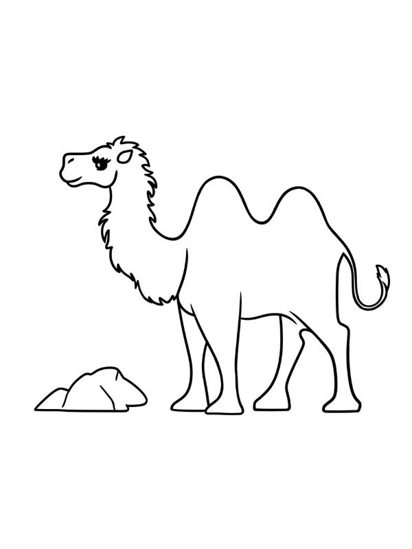 How to draw a Camel easy