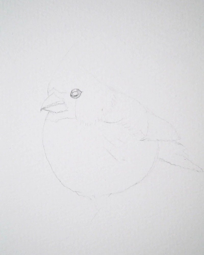 How to draw a cardinal bird 1