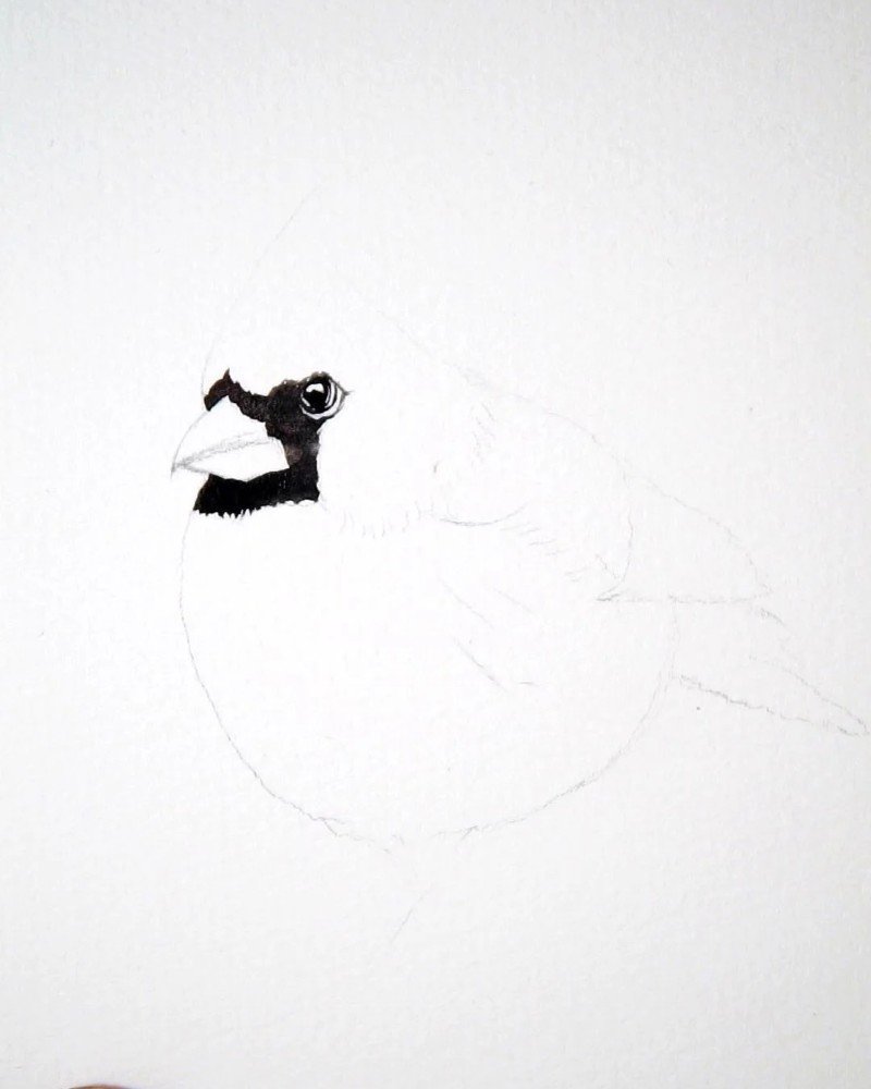 How to draw a cardinal bird 2