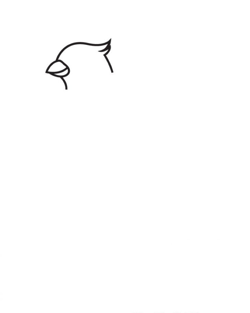 How to draw a cardinal bird easy 2