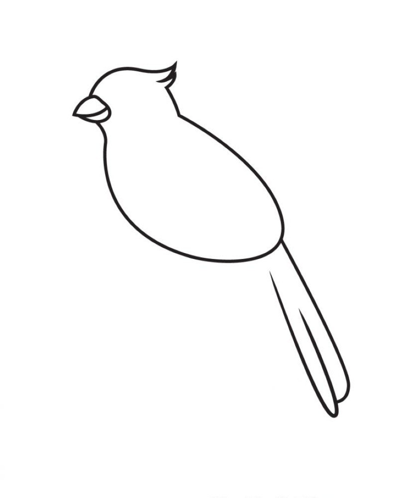 How to draw a cardinal bird easy 4