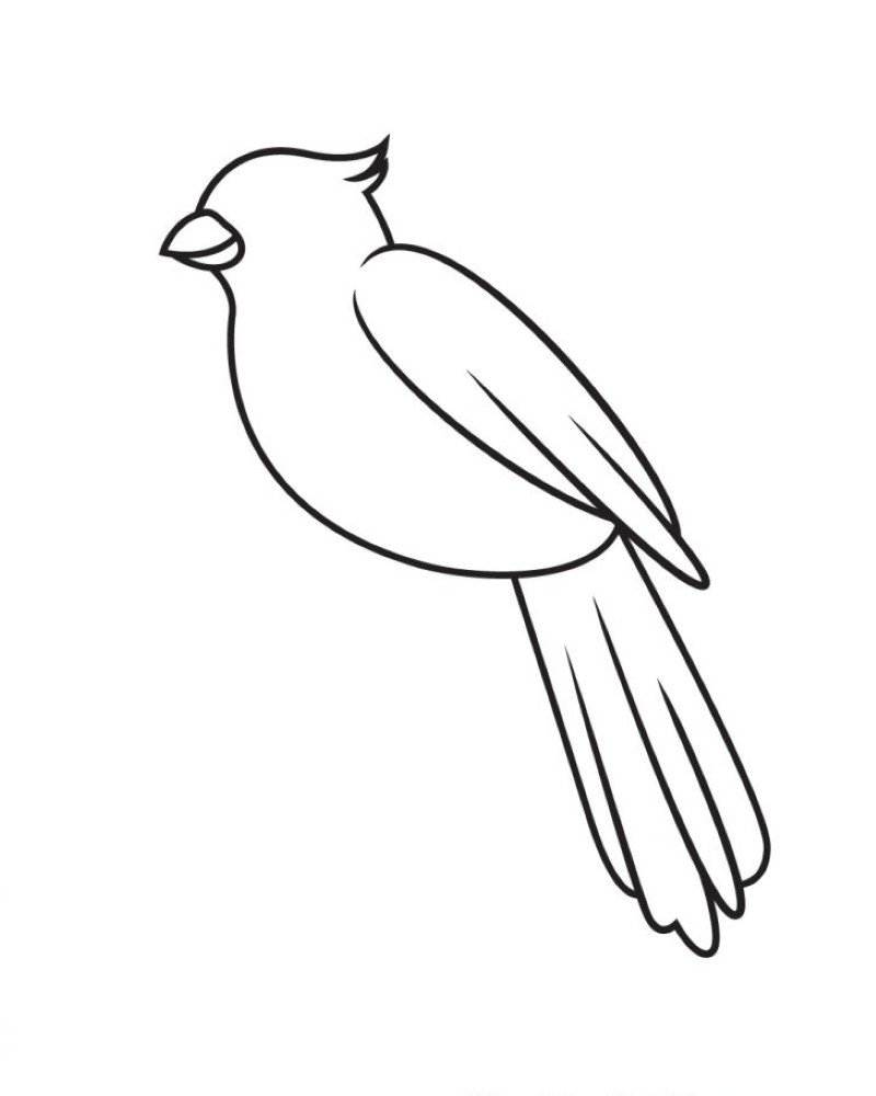 How to draw a cardinal bird easy 6