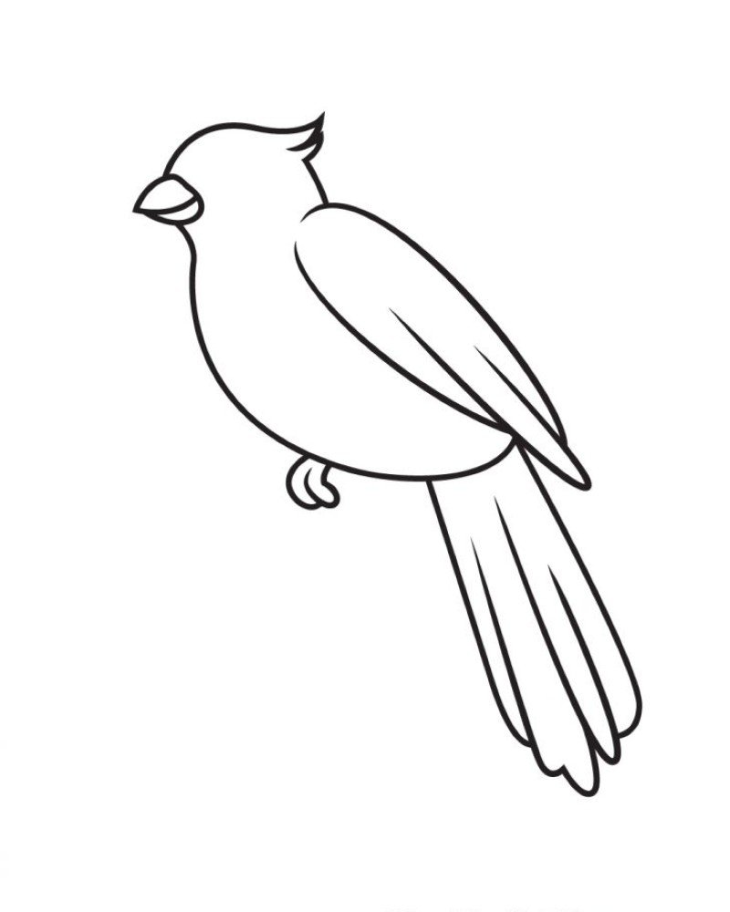 How to draw a cardinal bird easy 7
