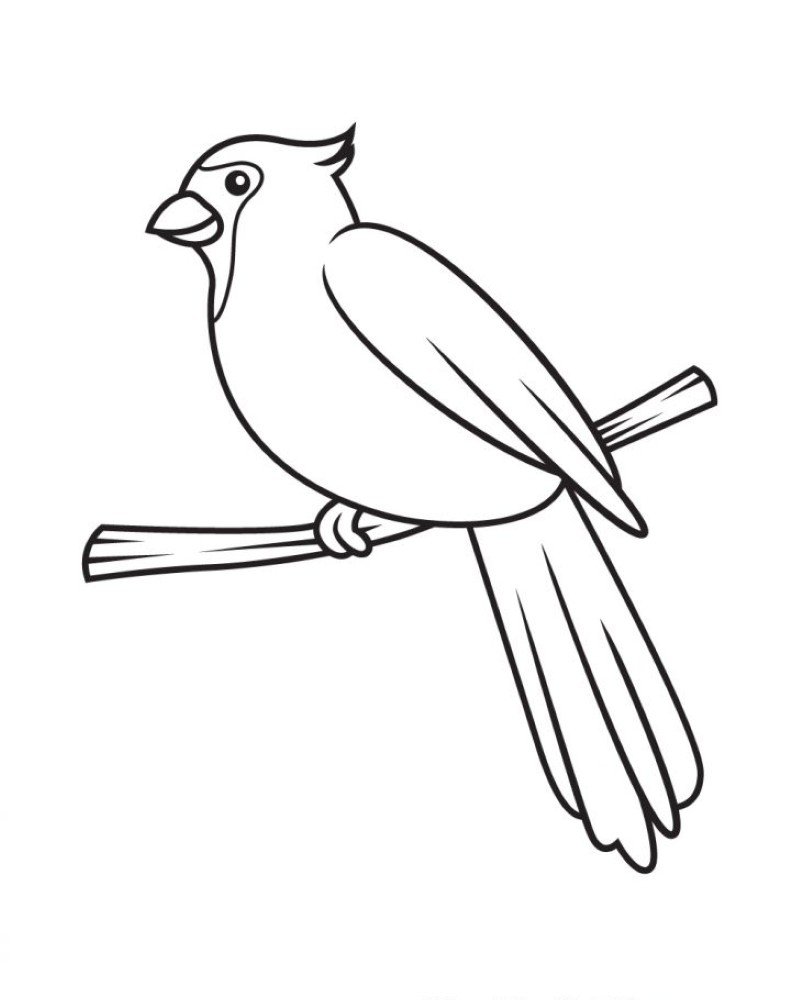 How to draw a cardinal bird easy 9