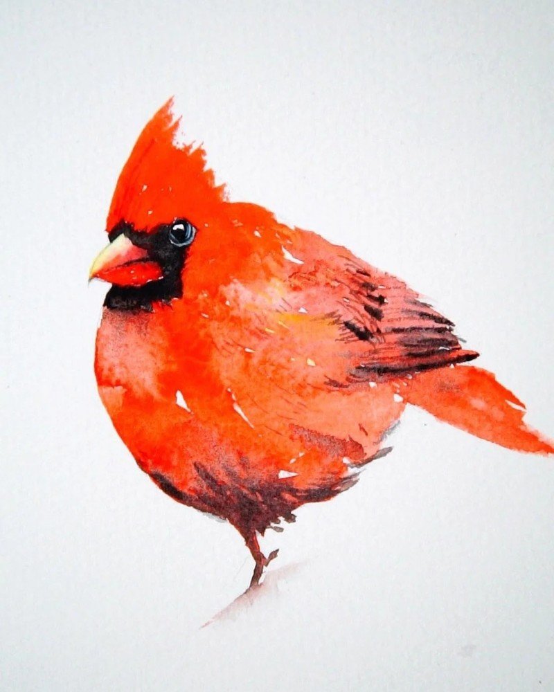How to draw a cardinal bird