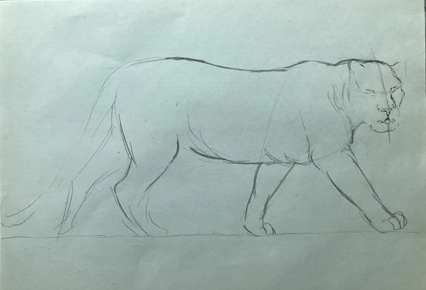How to draw a cheetah 2