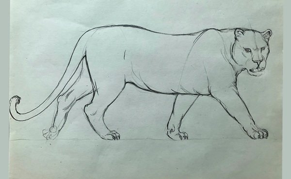 How to draw a cheetah 3