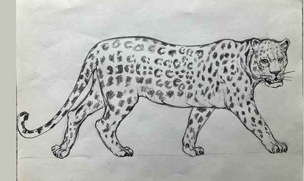 How to draw a cheetah